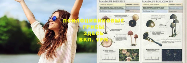 шишки Аркадак