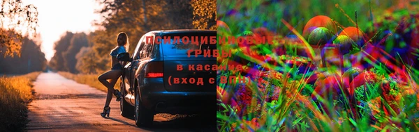 шишки Аркадак