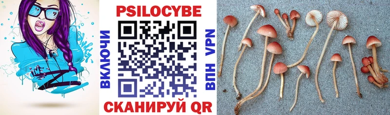 OMG как зайти Ульяновск Псилоцибиновые грибы Cubensis